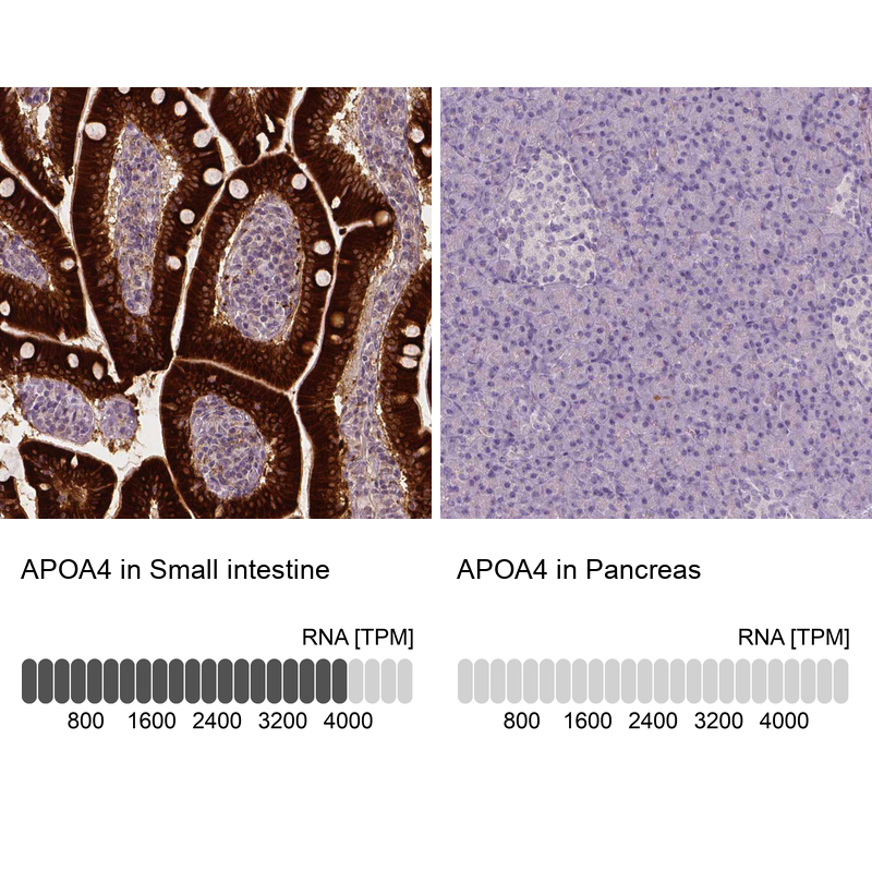 Atlas Antibodies Anti-APOA4 Antibody