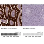 Atlas Antibodies Anti-APOA4 Antibody