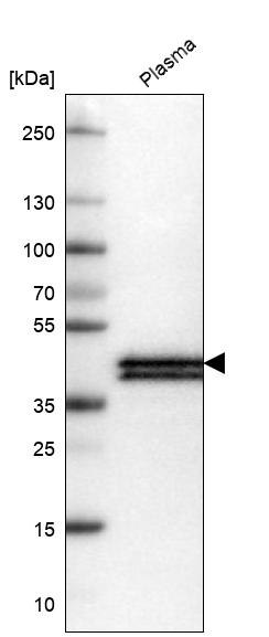 Atlas Antibodies Anti-APOL1 Antibody