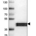Atlas Antibodies Anti-APOL1 Antibody