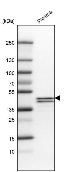 Atlas Antibodies Anti-APOL1 Antibody