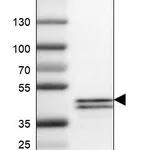 Atlas Antibodies Anti-APOL1 Antibody