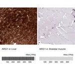 Atlas Antibodies Anti-ARG1 Antibody