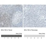 Atlas Antibodies Anti-BCL11B Antibody