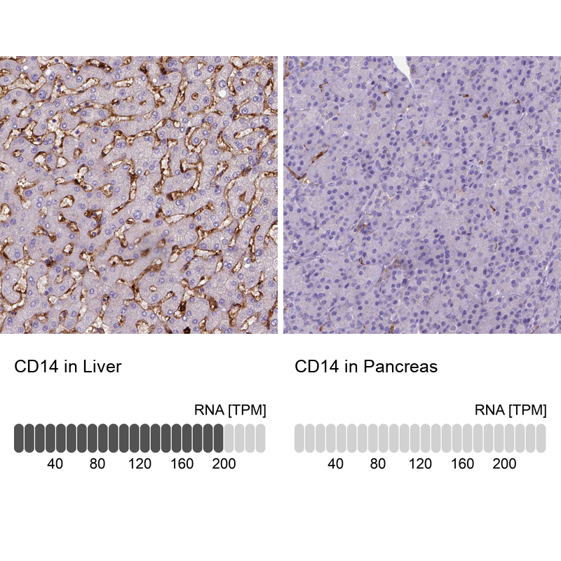 Atlas Antibodies Anti-CD14 Antibody
