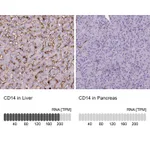 Atlas Antibodies Anti-CD14 Antibody