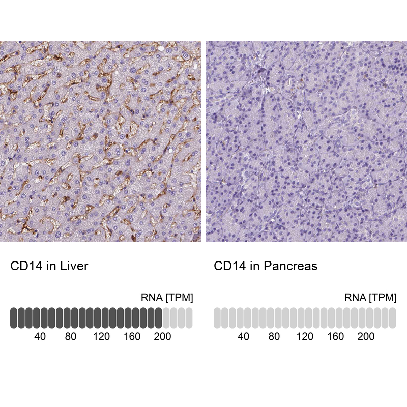 Atlas Antibodies Anti-CD14 Antibody
