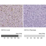 Atlas Antibodies Anti-CD14 Antibody