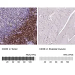 Atlas Antibodies Anti-CD3E Antibody