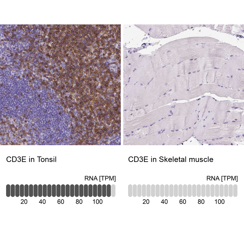 Atlas Antibodies Anti-CD3E Antibody