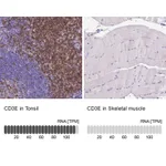 Atlas Antibodies Anti-CD3E Antibody