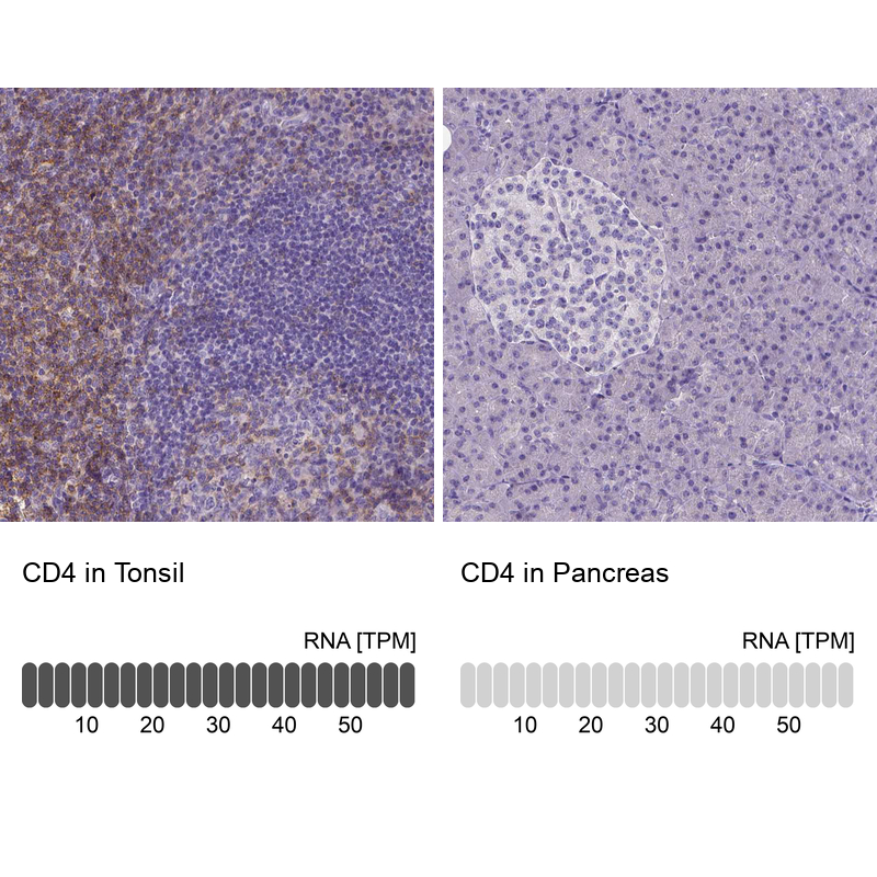 Atlas Antibodies Anti-CD4 Antibody