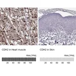 Atlas Antibodies Anti-CDH2 Antibody