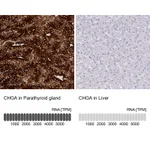 Atlas Antibodies Anti-CHGA Antibody