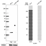 Atlas Antibodies Anti-CLDN1 Antibody