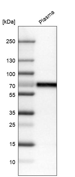 Atlas Antibodies Anti-CNDP1 Antibody