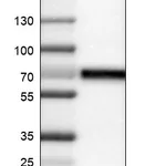 Atlas Antibodies Anti-CNDP1 Antibody