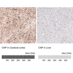 Atlas Antibodies Anti-CNP Antibody