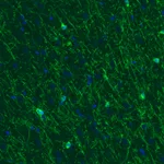 Atlas Antibodies Anti-CNP Antibody
