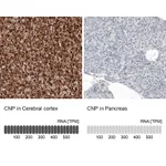 Atlas Antibodies Anti-CNP Antibody