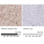 Atlas Antibodies Anti-CRYAB Antibody