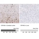 Atlas Antibodies Anti-CRYAB Antibody