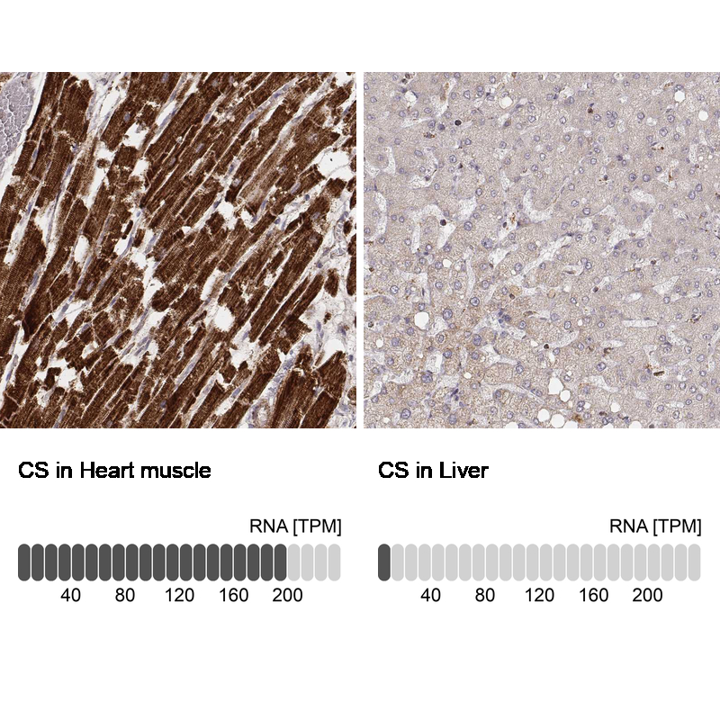 Atlas Antibodies Anti-CS Antibody