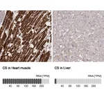 Atlas Antibodies Anti-CS Antibody