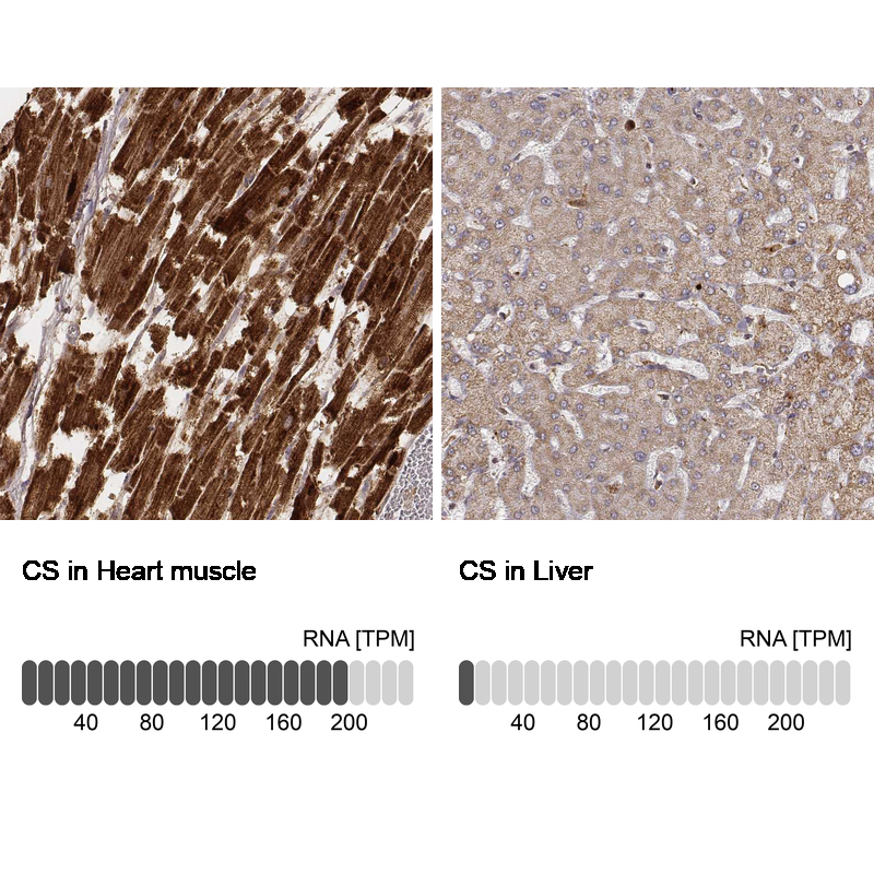 Atlas Antibodies Anti-CS Antibody