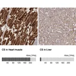 Atlas Antibodies Anti-CS Antibody