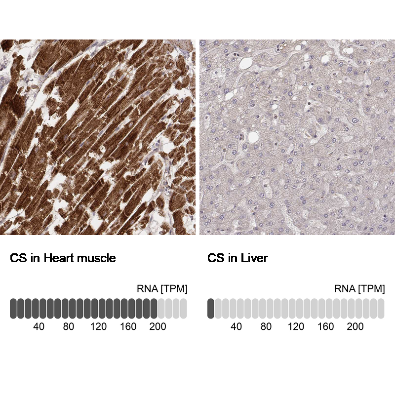 Atlas Antibodies Anti-CS Antibody