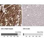Atlas Antibodies Anti-CS Antibody