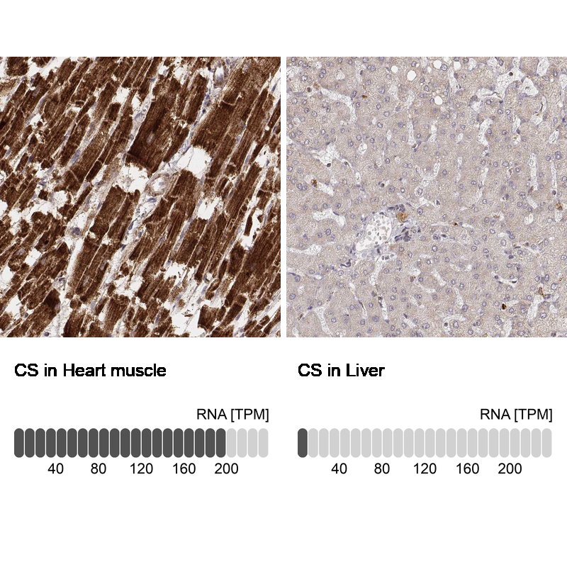 Atlas Antibodies Anti-CS Antibody