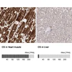 Atlas Antibodies Anti-CS Antibody
