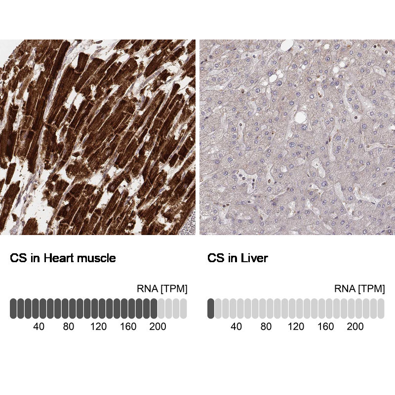 Atlas Antibodies Anti-CS Antibody