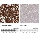 Atlas Antibodies Anti-CS Antibody
