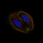 Atlas Antibodies Anti-CSF1R Antibody