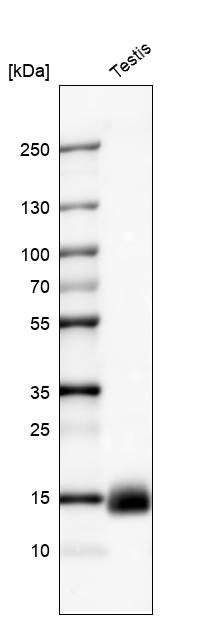 Atlas Antibodies Anti-CTAG1B Antibody