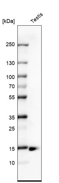 Atlas Antibodies Anti-CTAG1B Antibody