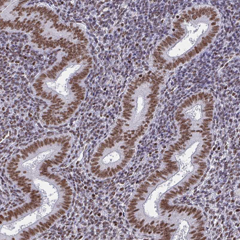 Atlas Antibodies Anti-CTCF Antibody