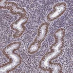 Atlas Antibodies Anti-CTCF Antibody