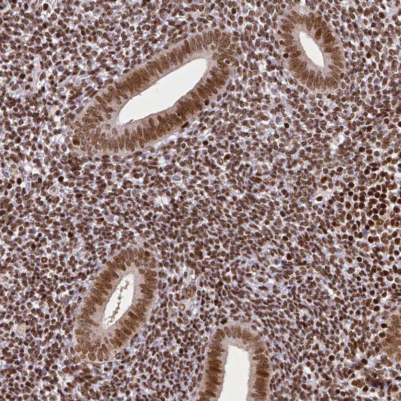 Atlas Antibodies Anti-CTCF Antibody