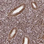 Atlas Antibodies Anti-CTCF Antibody