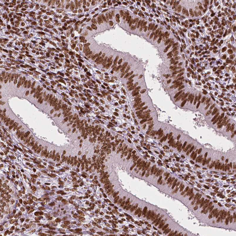 Atlas Antibodies Anti-CTCF Antibody