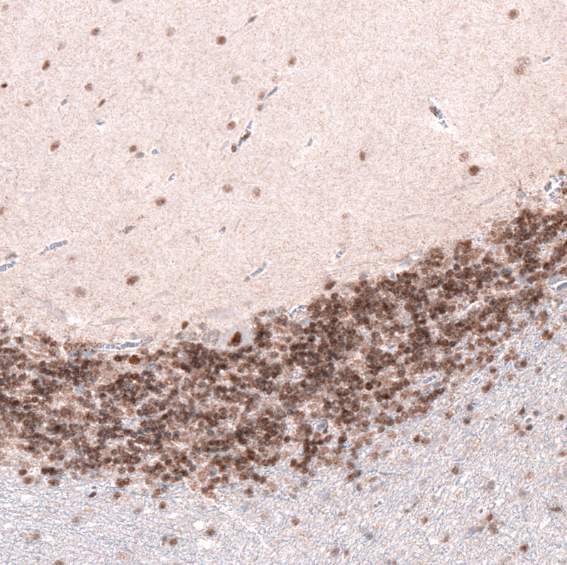Atlas Antibodies Anti-CUX1 Antibody