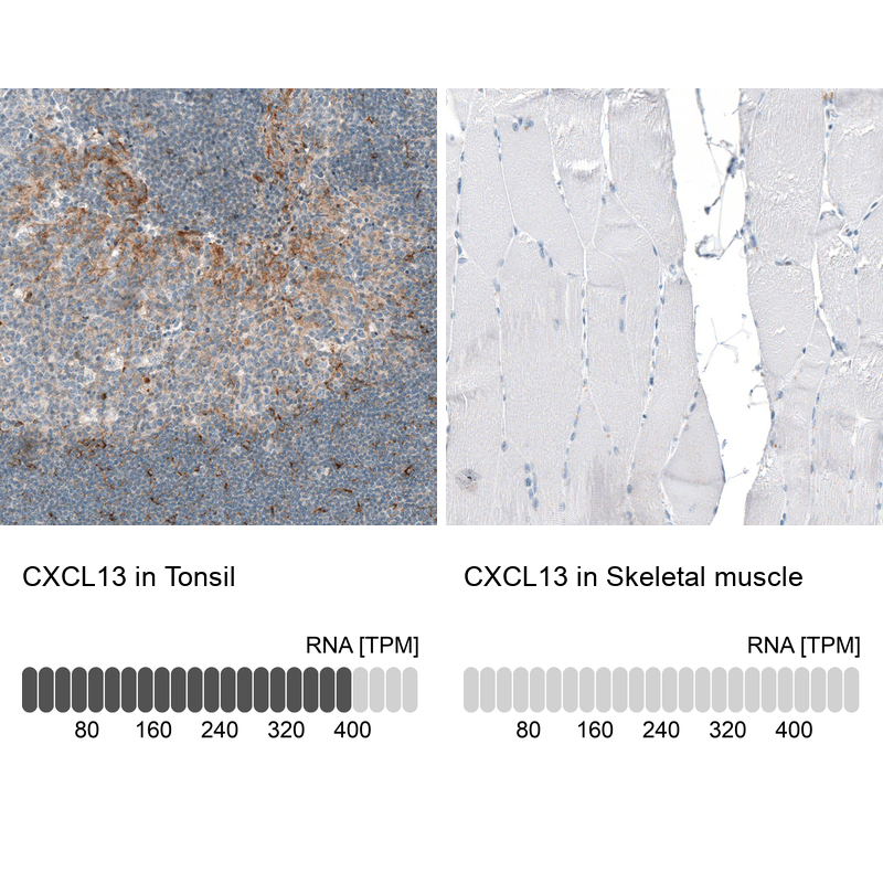 Atlas Antibodies Anti-CXCL13 Antibody
