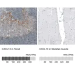 Atlas Antibodies Anti-CXCL13 Antibody