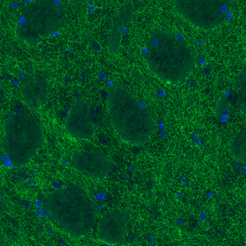 Atlas Antibodies Anti-DAT Antibody