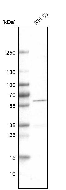 Atlas Antibodies Anti-DES Antibody