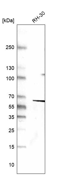 Atlas Antibodies Anti-DES Antibody